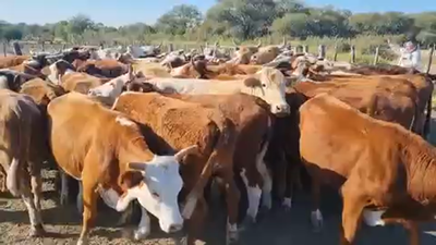 Lote 60 Vacas usadas preñadas en Entre Ríos, La Paz