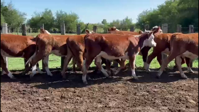 Lote TERNEROS Y TERNERAS.
