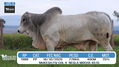 Lote LOTE 12