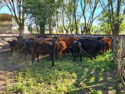 Lote 36 Novillitos en Gral. Lamadrid, Buenos Aires