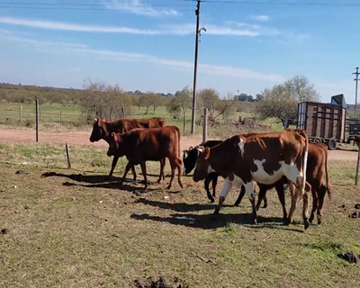 Lote (Vendido)8 Piezas de cría 2 RA X HO,  2 NOX HO 312kg - , Colonia
