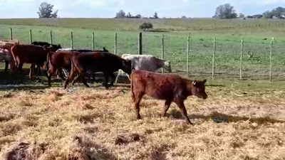 Lote TERNERAS