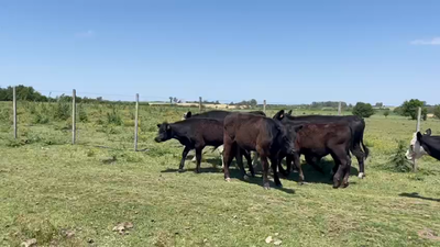 Lote TERNEROS
