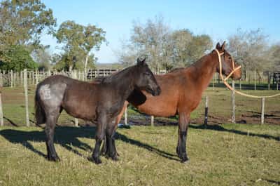 Lote EMPILCHADA DEL QUEGUAY