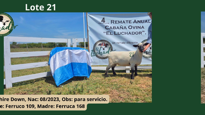 Lote PP