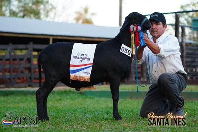 Lote Nacional Santa Inés Bozal - Lote 53