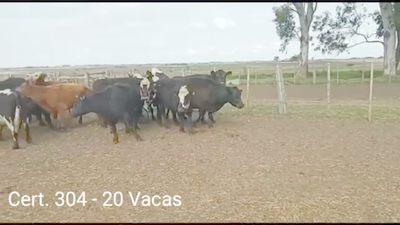 Lote (Vendido)20 Vacas de Invernada 400kg -  en PARAJE COSTA DE VACAS A 28 KM DE OMBUES DE LAVALLE