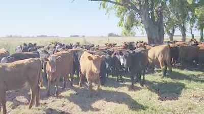 Lote 93 Novillitos y Vaquillonas. en Carlos Casares