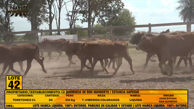 Lote LOTE 42