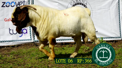Lote RP 366