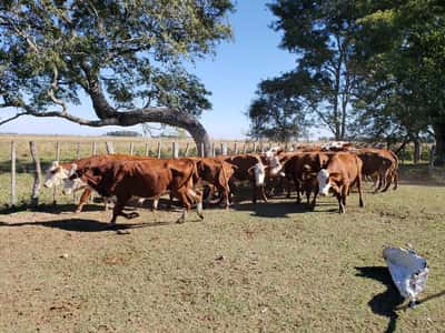 Lote 25 Vacas de invernar en Ituzaingó, Corrientes