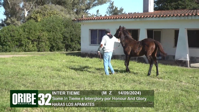 Lote Lote 32