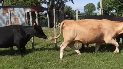 Lote 3 Vaquillonas  430kg - , San José
