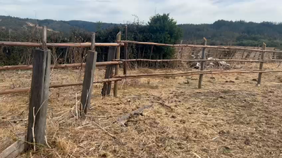 Lote 50 Novillo Engorda en VI Región O-Higgins, Litueche