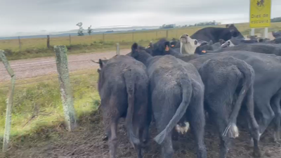 Lote 25 Vacas de Invernada A-ANGUS 370kg -  en SOPAS