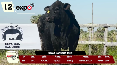 Lote LOTE 12