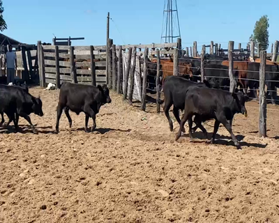 Lote 120 Terneras en Esquina, Corrientes