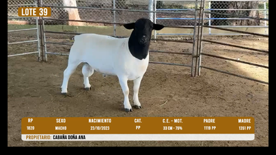 Lote LOTE 39