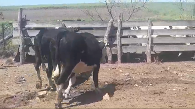 Lote (Vendido)2 Novillos 470kg -  en VIBORAS Y VACAS