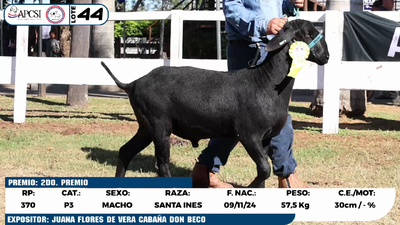 Lote LOTE 44
