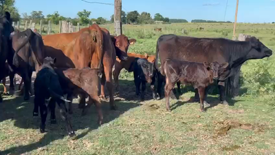 Lote 24 Piezas de cría Angus en Santa Lucia a 15 km