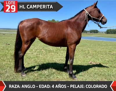 Lote HL CAMPERITA