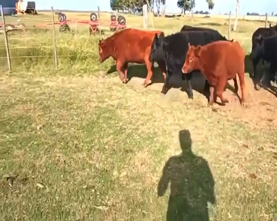 Lote 63 Terneras en Rosales, Córdoba
