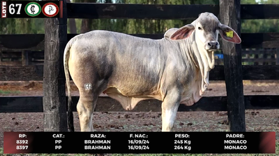 Lote LOTE 67