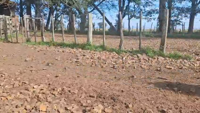 Lote TERNEROS