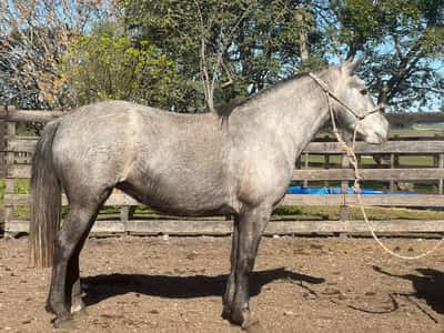 Lote PELUSA RUMBEADORA