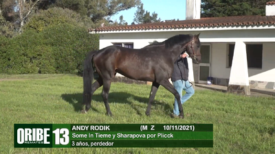 Lote Lote 13