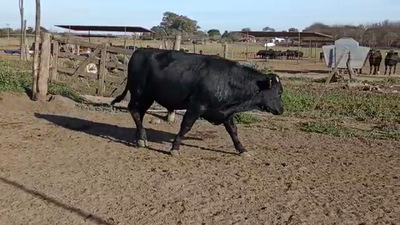 Lote San Pedro - Toro RP 124