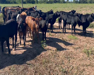 Lote 120 Terneros/as en Sáenz Peña, Chaco