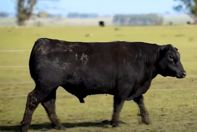 Lote 3 Toros PPI 2 años