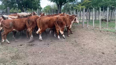 Lote 15 Vacas de Invernada en Melo, Cerro Largo