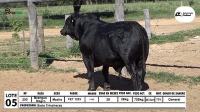 Lote Toros Brangus Negro, Loma Plata