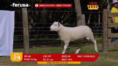 Lote Lote 24