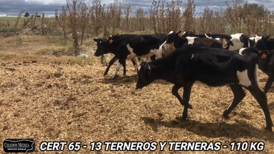 Lote 13 Terneros y Terneras en San José