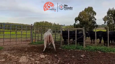 Lote Lote 11