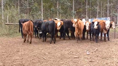 Lote (Vendido)25 Terneras HE /  AA 155kg -  en Bizcocho