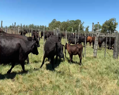 Lote 6 Vacas preñadas y paridas en Tupambaé, Cerro Largo