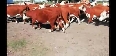 Lote 37 Vacas de invernar en Federal, Entre Ríos