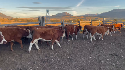 Lote 50 Novillo Engorda en Coyhaique, XI Región Aysén
