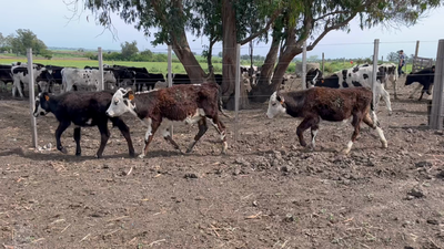 Lote TERNEROS Y TERNERAS