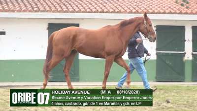 Lote Lote 7