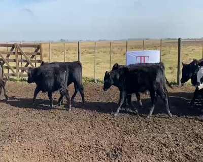 Lote 75 terneros - Castelli Pcia Bs As