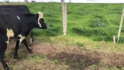 Lote 21 Vaquillonas  No y Cruza en Pantanoso