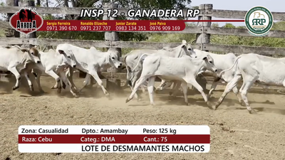 Lote Insp 12