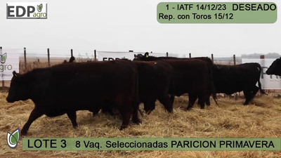 Lote 8 VAQUILLONAS NEGRAS SELECCIONADAS PARICIÓN PRIMAVERA don pedro y la Rosa