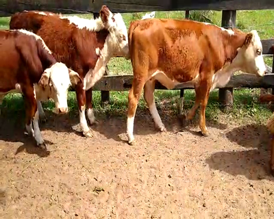 Lote 123 Terneros/as en Goya, Corrientes